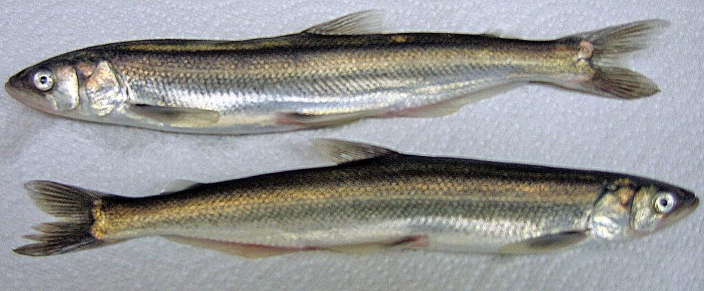 Clark’s Drawing of the Eulachon (Candlefish)